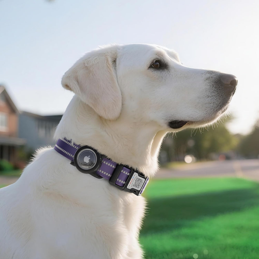 WhoseID collar helps alert owners when a pet is found through code-scanned updates.
