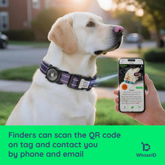 WhoseID reflective dog collar enhances night visibility for safer evening walks.