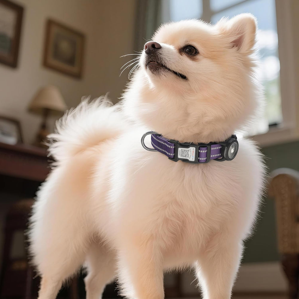 WhoseID dog collar with reflective strips supports safer evening play and training sessions.