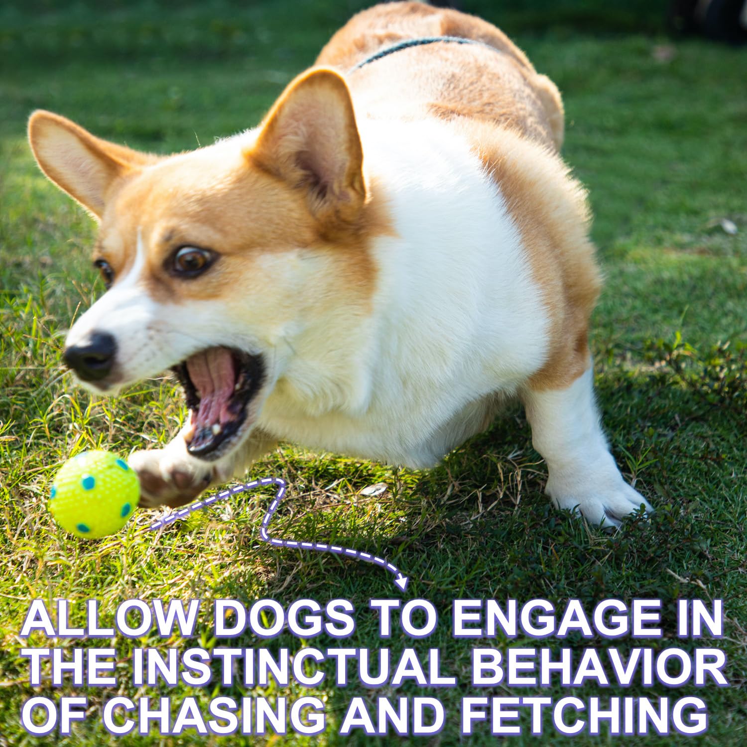 WIGGLYTAIL playtime with small dogs and puppies