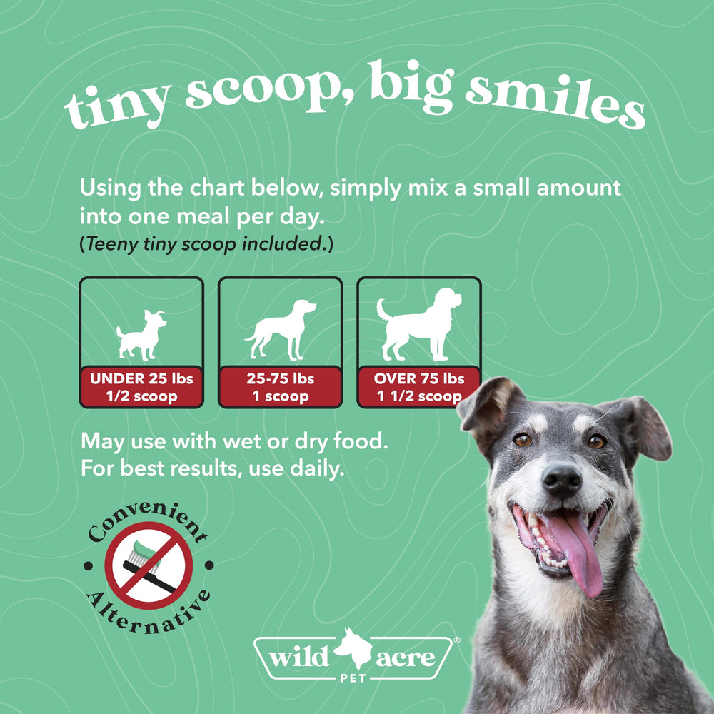 Wild Acre dental powder with probiotics supporting oral and digestive health.