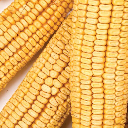 Wild Delight corn on the cob 7 lb feeding setup, ideal for squirrels, ducks, geese and other wildlife.