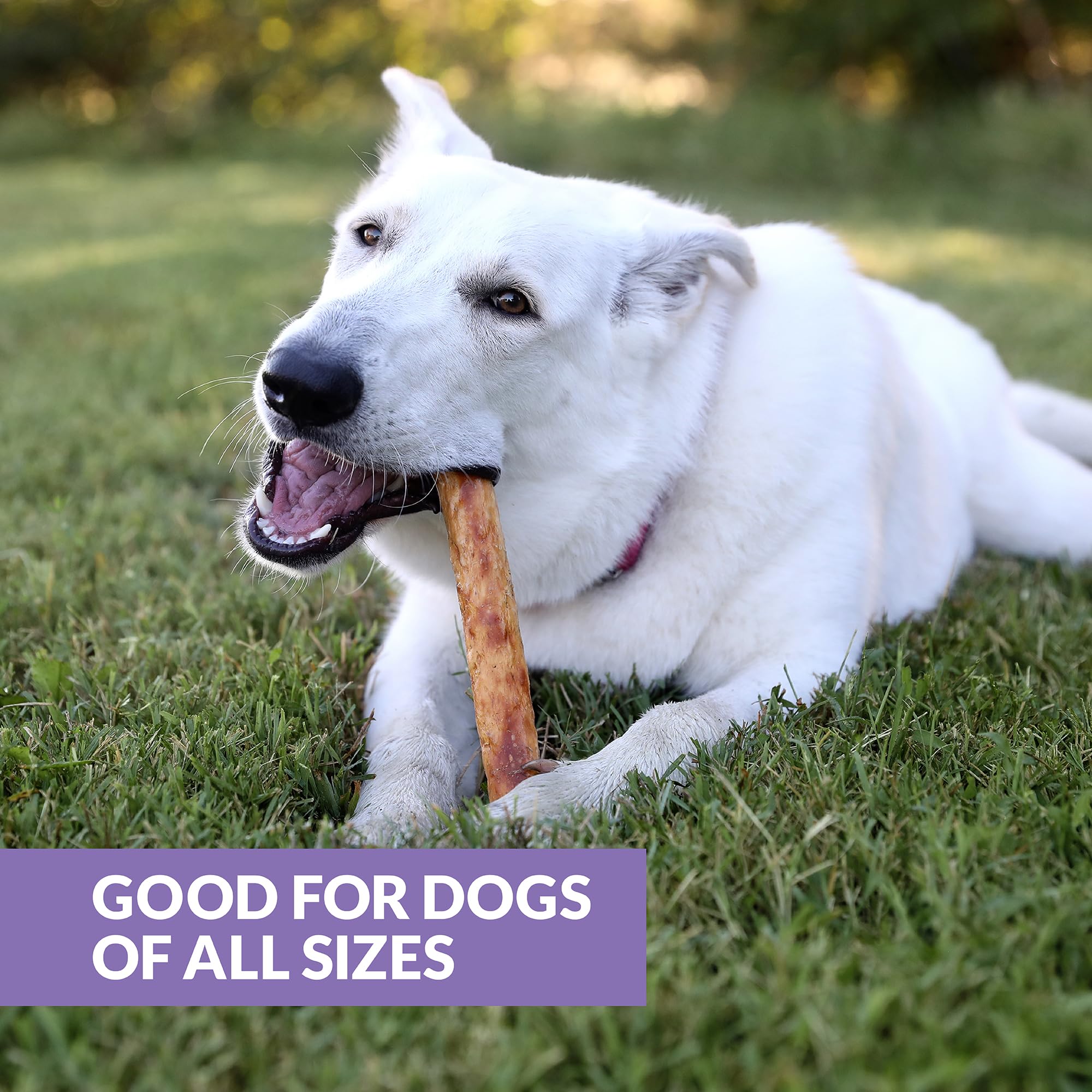 Wild Eats Collagen Chews supports joints and coats.