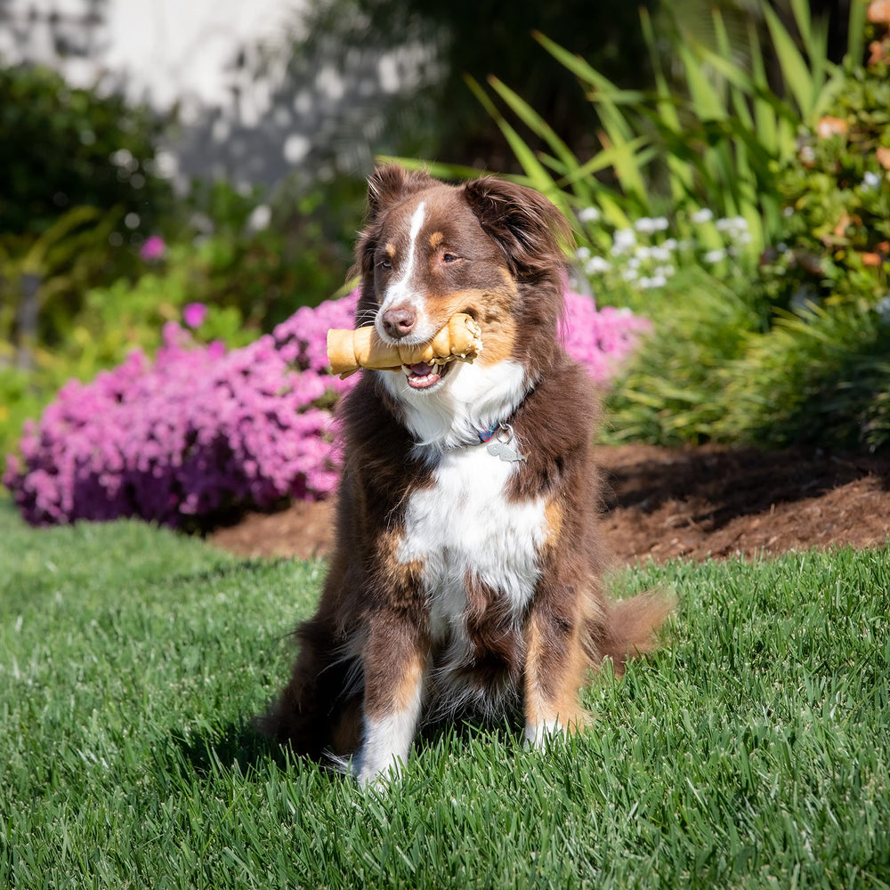 Wild Eats large-dog chew hero-shot shows scale and texture for big chewers.