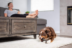 Wild Eats natural grain-free dog treat emphasizes single-source protein and digestibility.