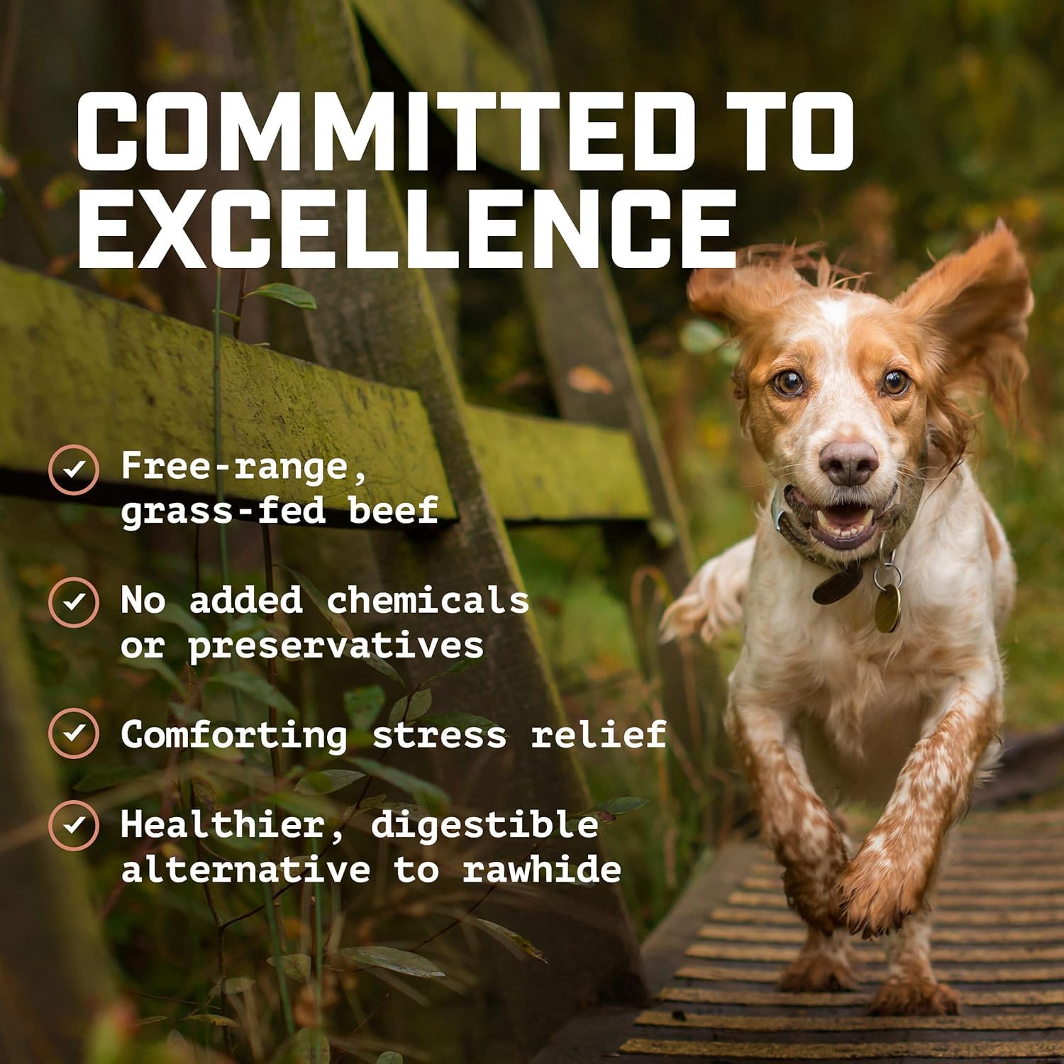 Wild Wolf Angus Bully Stick dog enjoys lasting chewtime and enrichment benefits.
