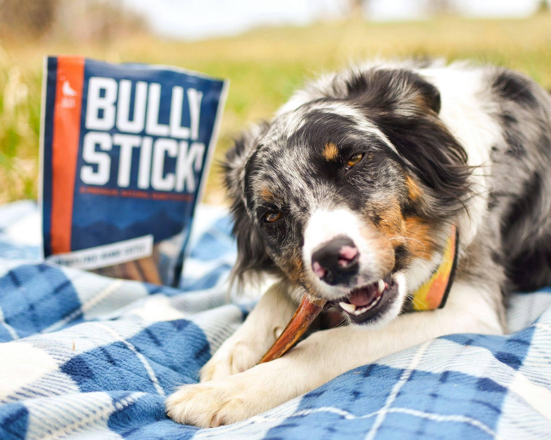Wild Wolf Angus Bully Sticks low-odor feature keeps indoor treats pleasant.