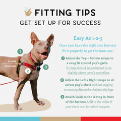 Wildebeest No Pull Harness fit tips with size guidance.