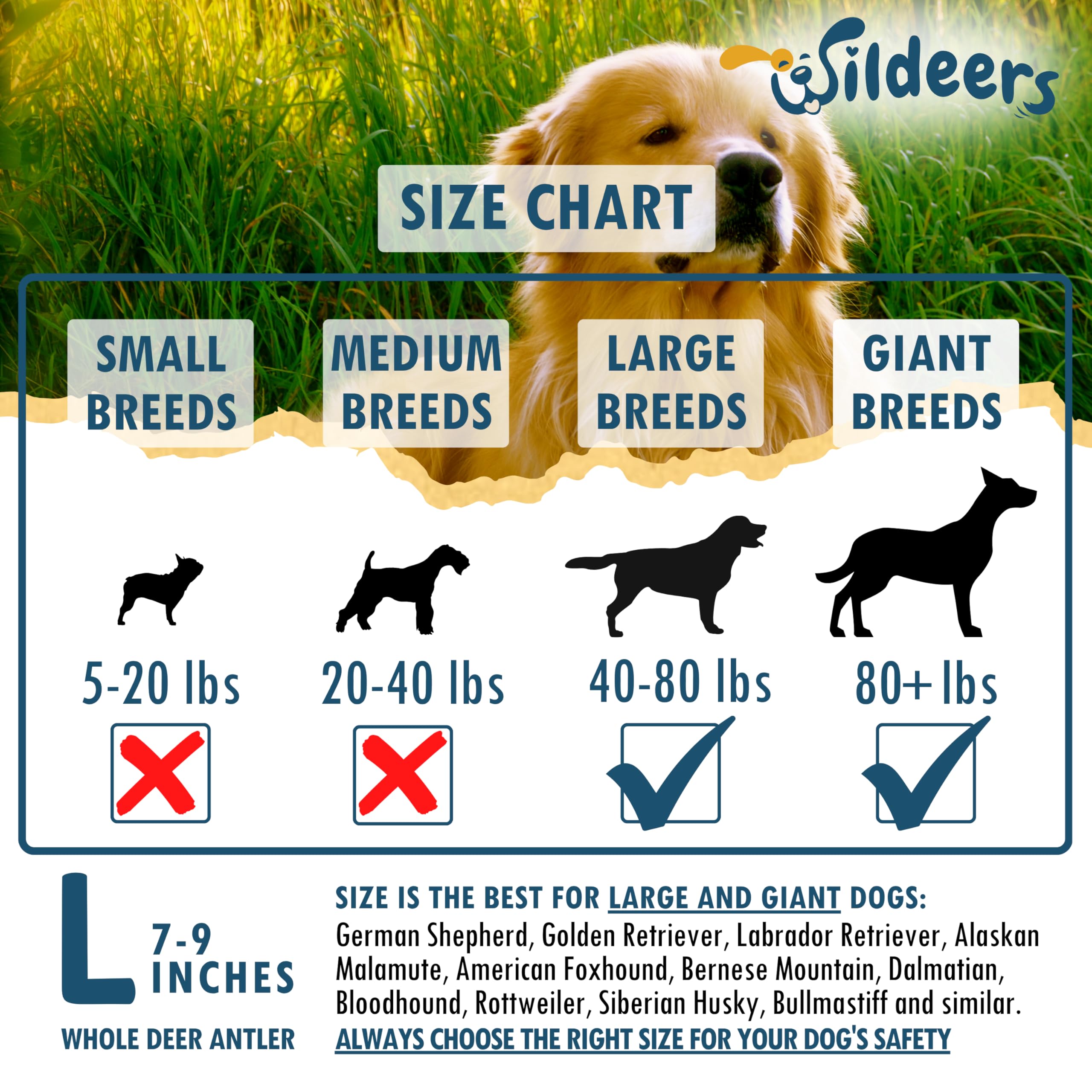 Wildeers Large Deer Antlers for Dogs close-up—handpicked, naturally shed.