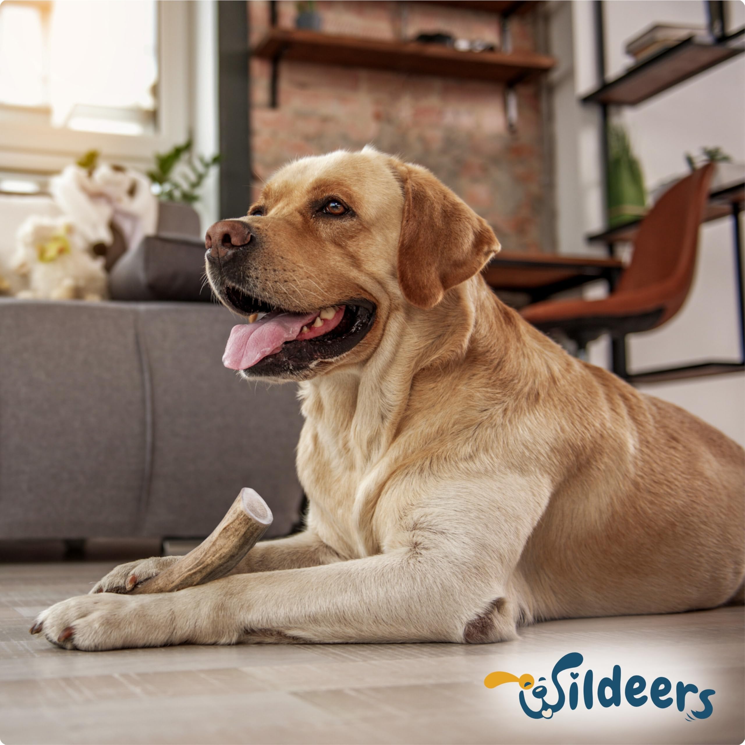 Wildeers Large Deer Antlers for Dogs on carpet—durable chew during playtime.