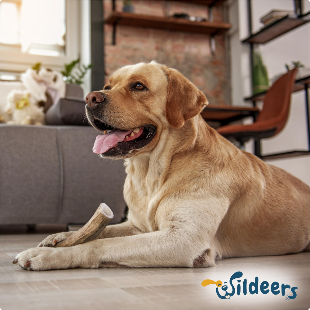 Wildeers Large Deer Antlers for Dogs on carpet—durable chew during playtime.