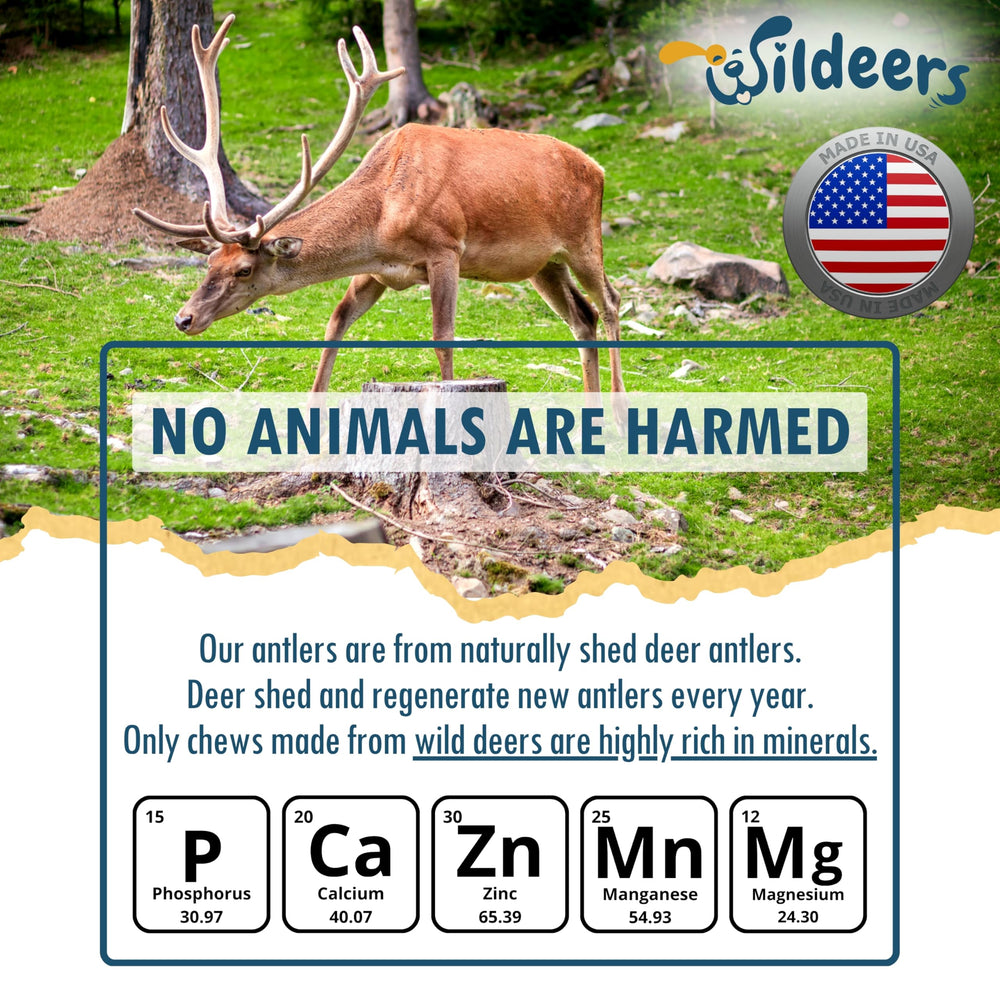 Wildeers Large Deer Antlers for Dogs two-piece set—versatile chews for large breeds.