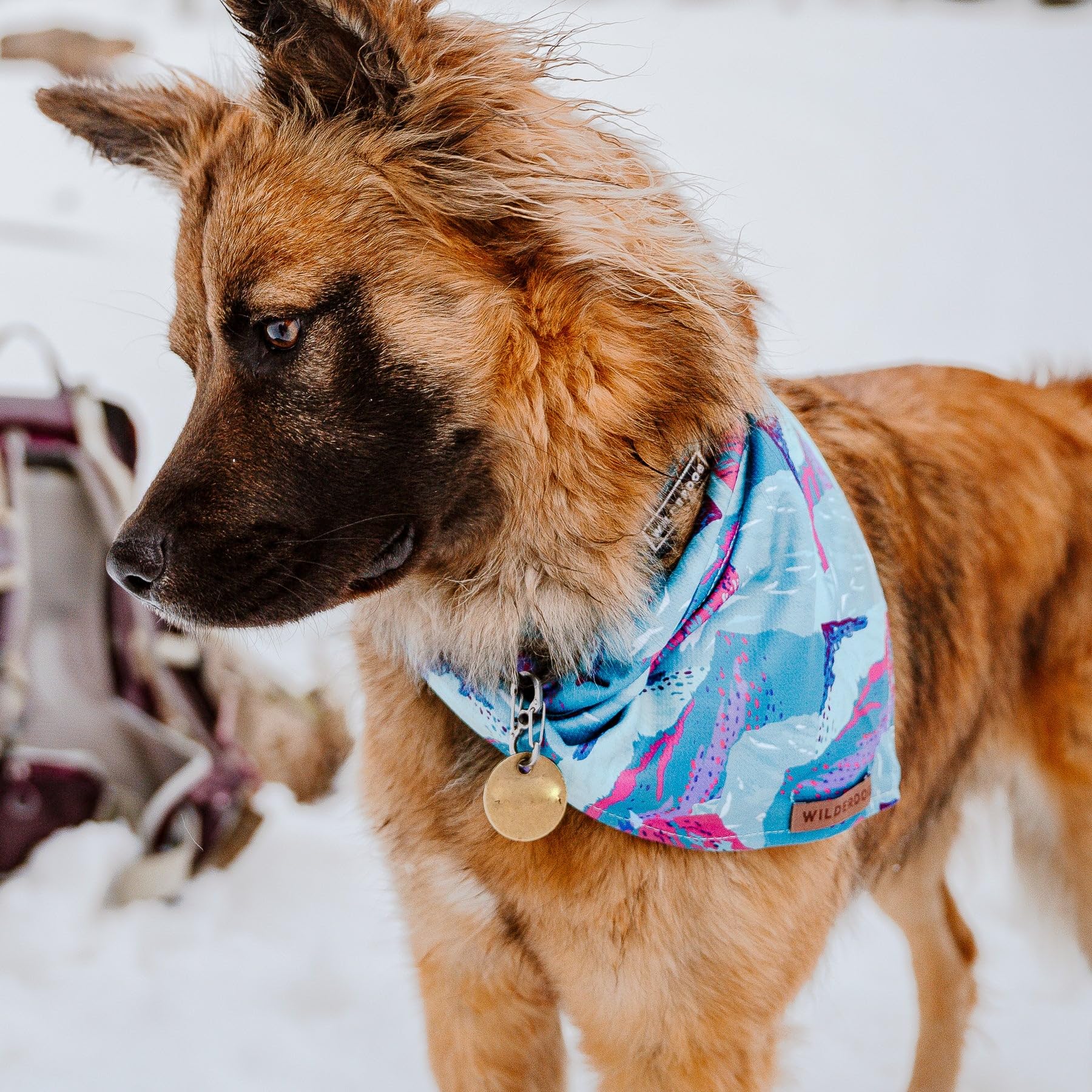 Wilderdog Alpenglow bandana size 18x18 inch shown in lifestyle shot.
