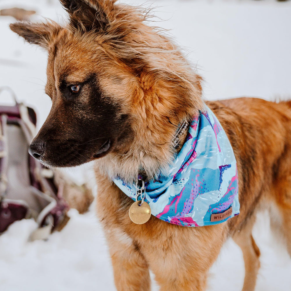 Wilderdog Alpenglow bandana size 18x18 inch shown in lifestyle shot.