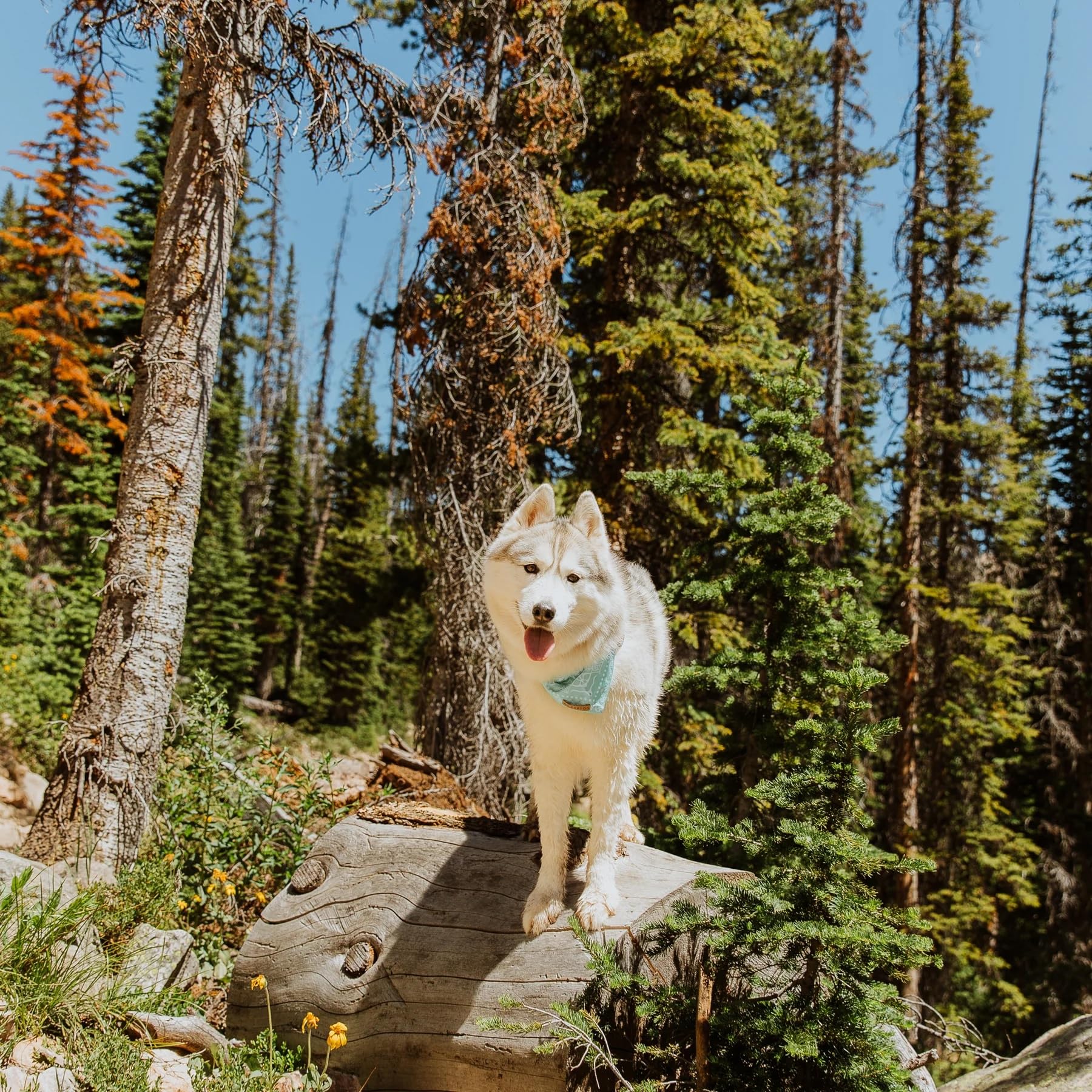Wilderdog bandana lifetime-warranty label signals trusted protection.