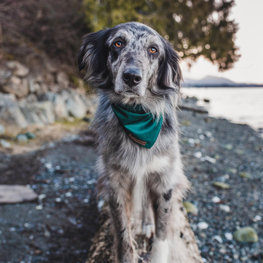 Uso al aire libre con la bandana Wilderdog para perro.