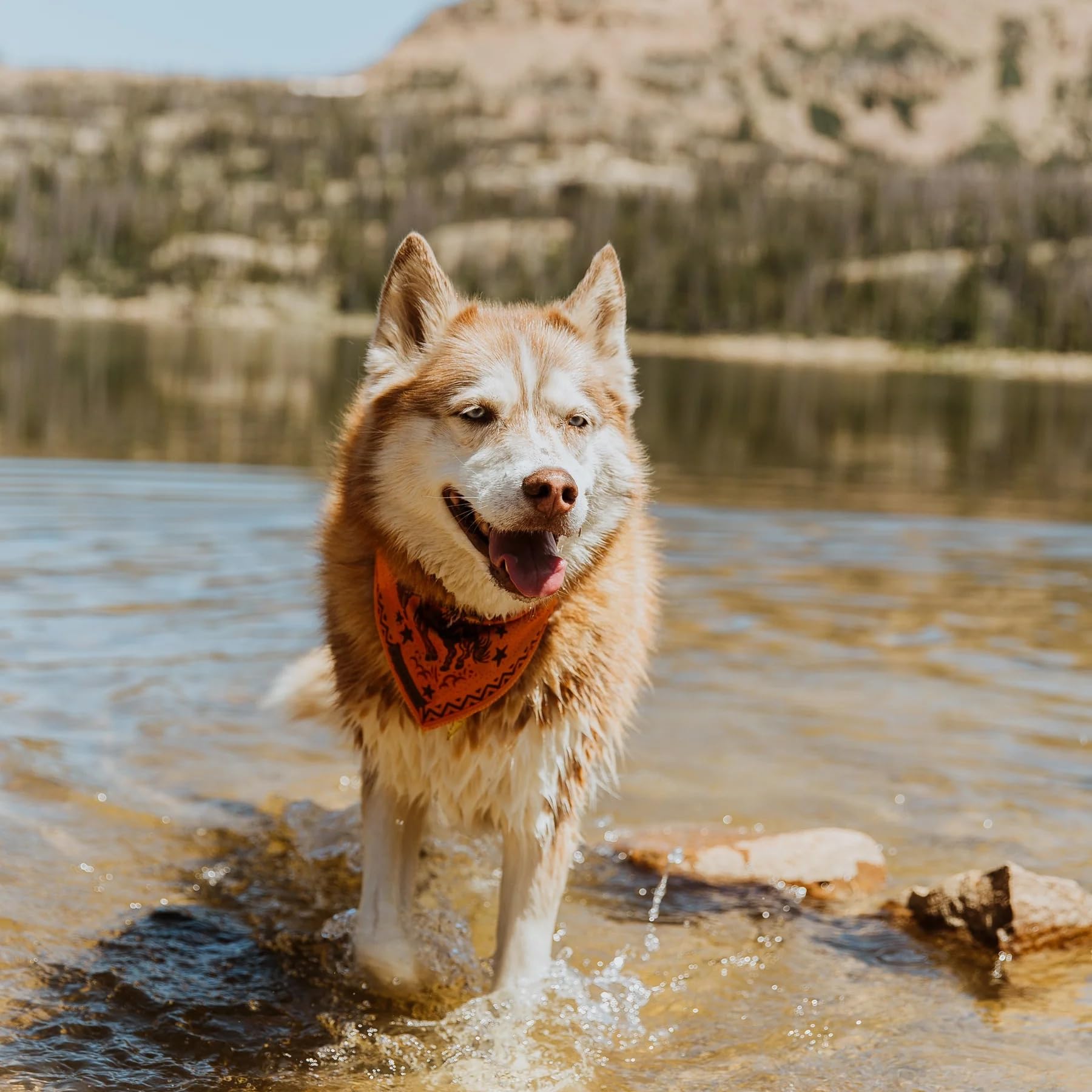 Wilderdog bandana rolled after splash demonstrates quick drying on outings.