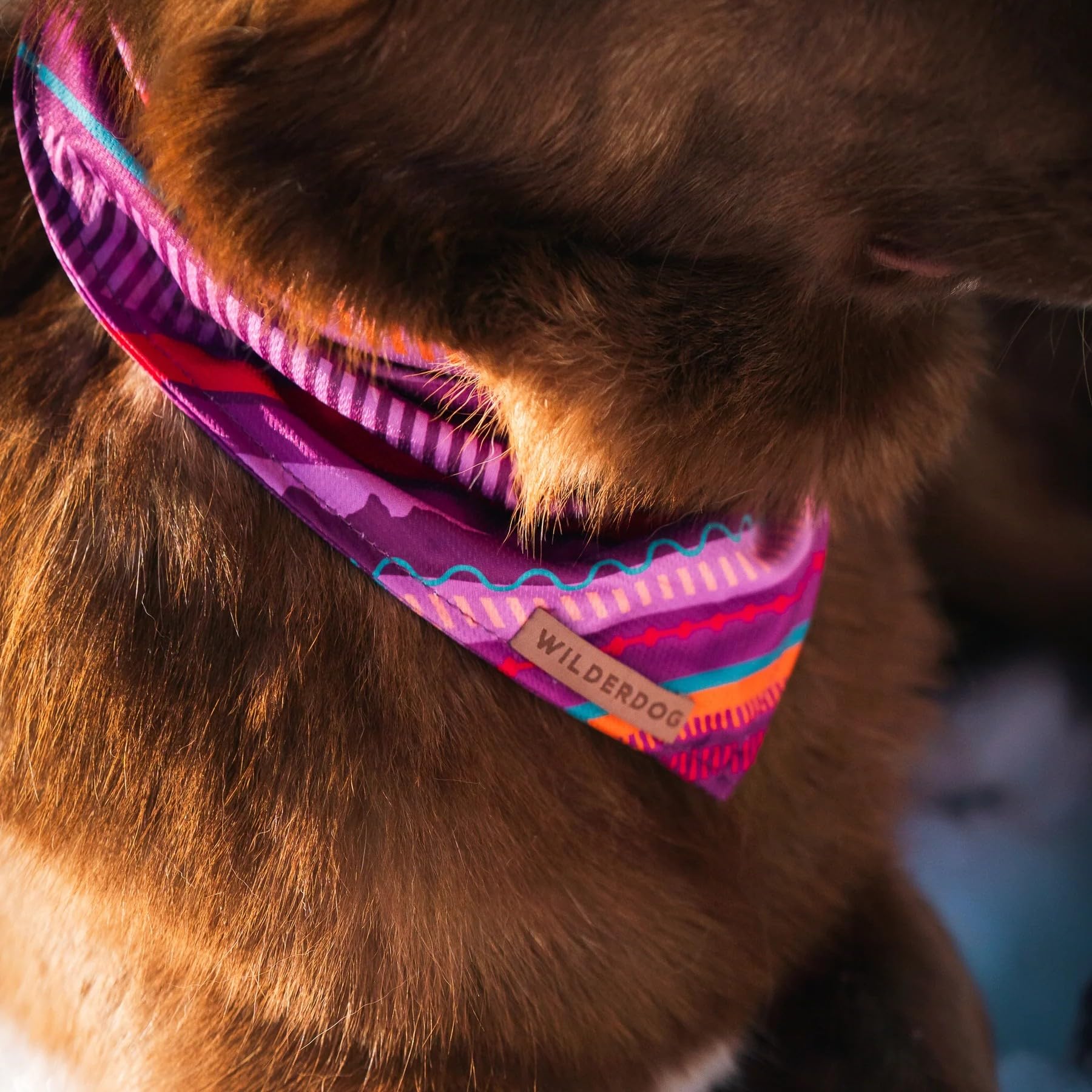 Wilderdog dog bandana dawn wind-swept look emphasizes quick-dry performance.