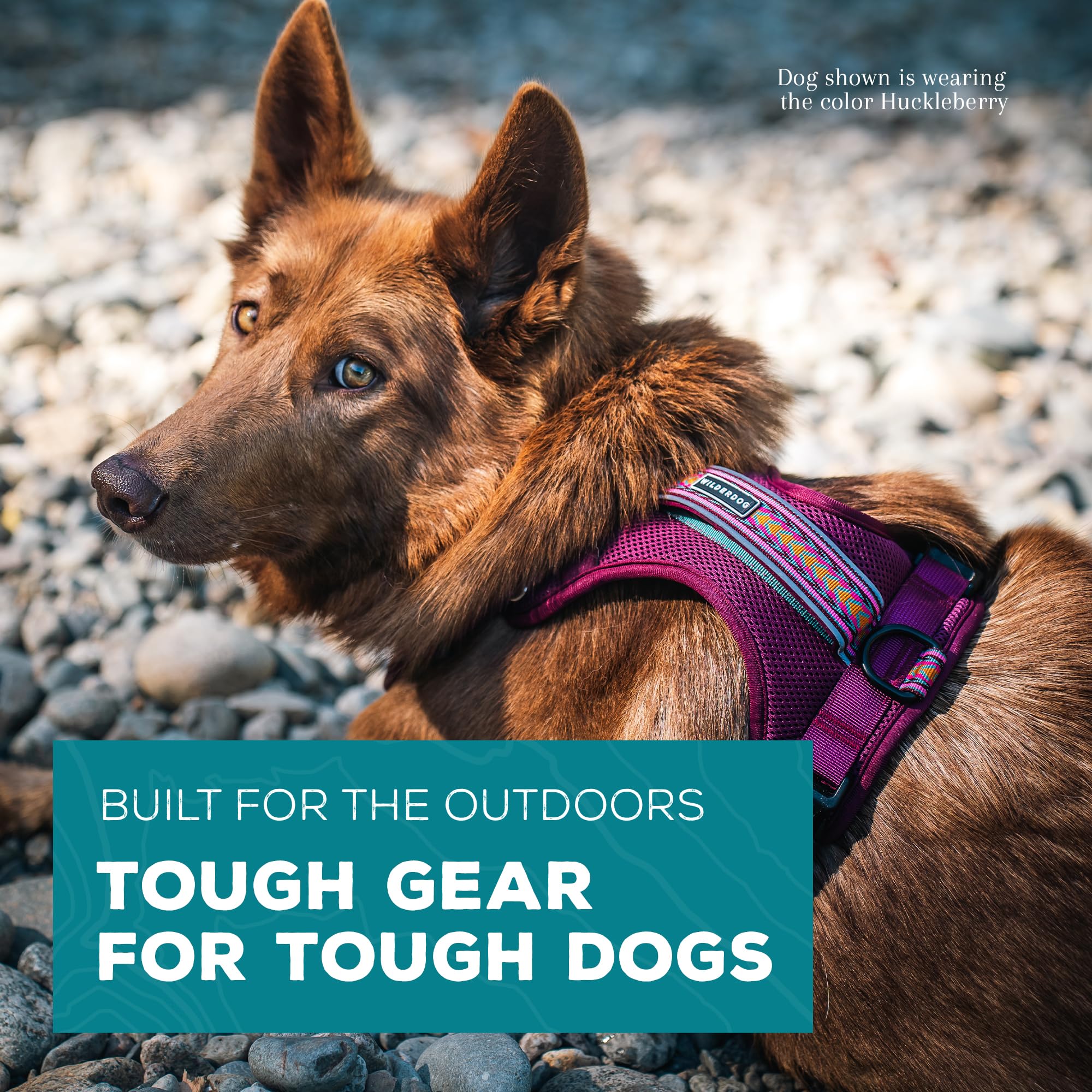 Wilderdog Huckleberry harness top handle for boosting over obstacles.
