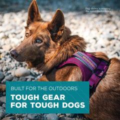 Wilderdog Huckleberry harness top handle for boosting over obstacles.