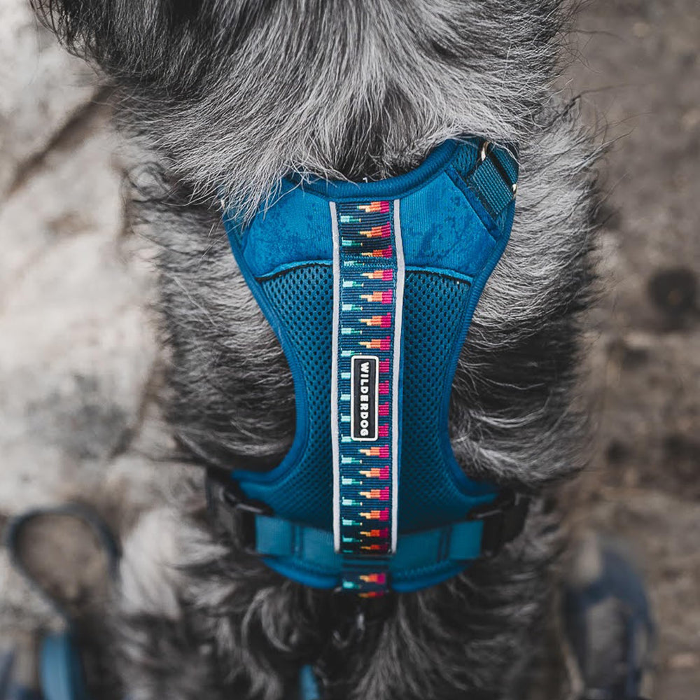 Wilderdog harness shows chest and back buckles for secure leash options