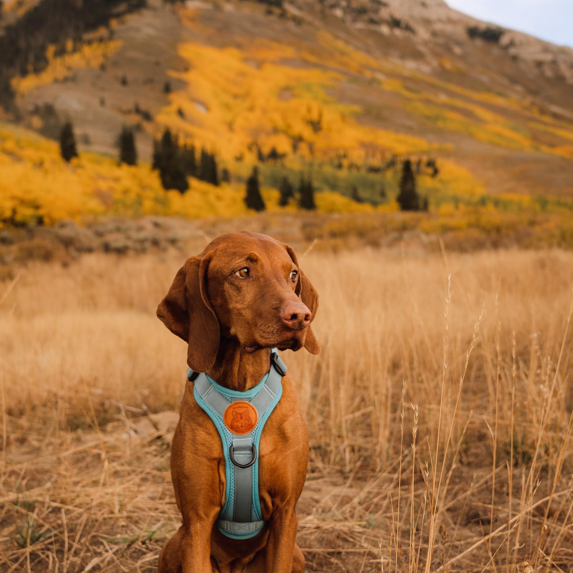 Wilderdog Pacific Blue chest D-ring harness offers added control during hikes.