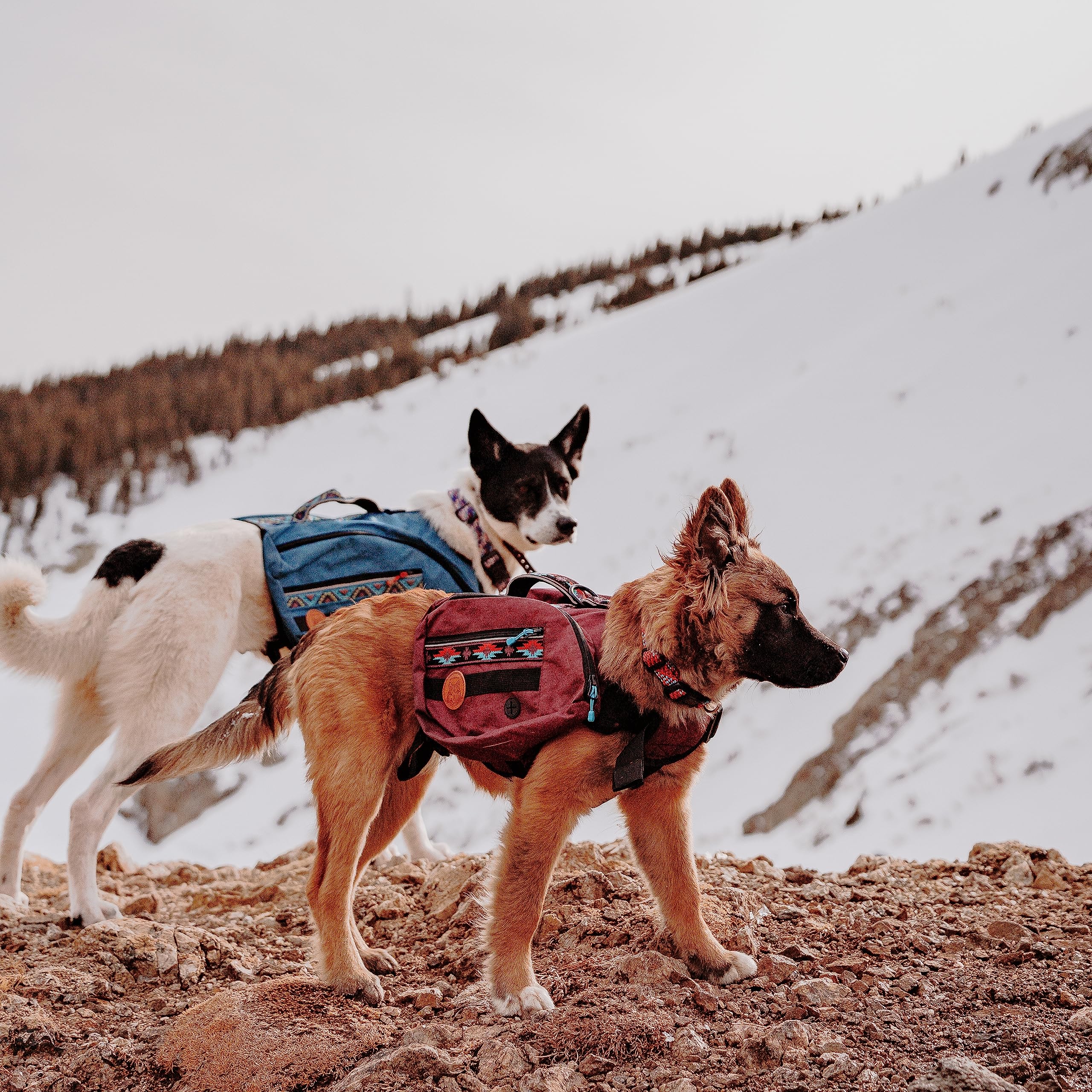 Wilderdog stitched webbing attachment points for carabiners and bowls.