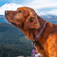Wilderdog Ultralight Collar Daybreak close look at rugged rope-strength and lightweight build.