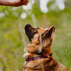 Wilderdog Ultralight Collar Daybreak size-range chart helps find the perfect fit.