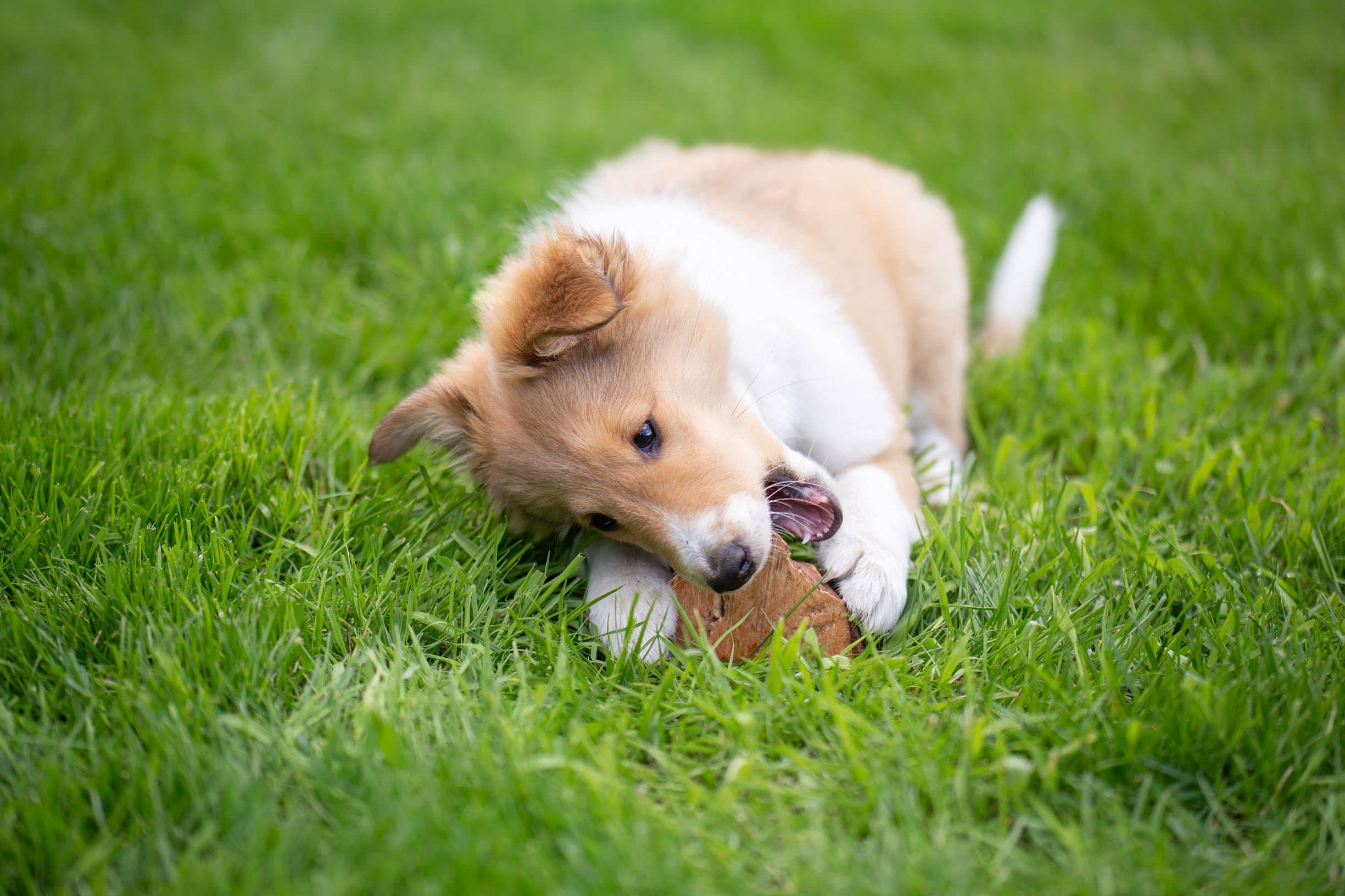 Wildfang Briar Wood Chewing Root Medium eco-friendly safe puppy toy.