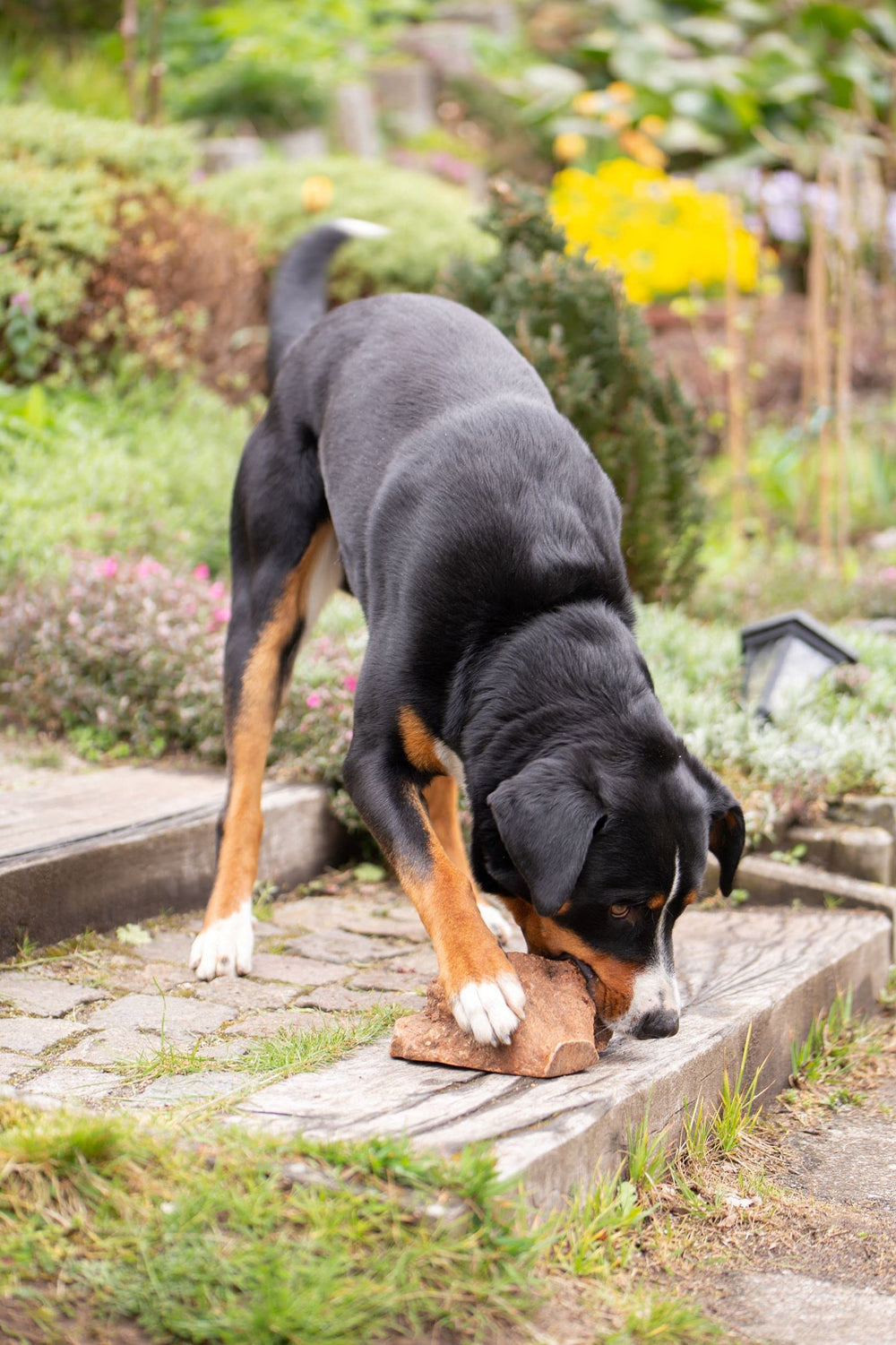 Wildfang Briar Wood Large chew product display highlights natural wood goodness