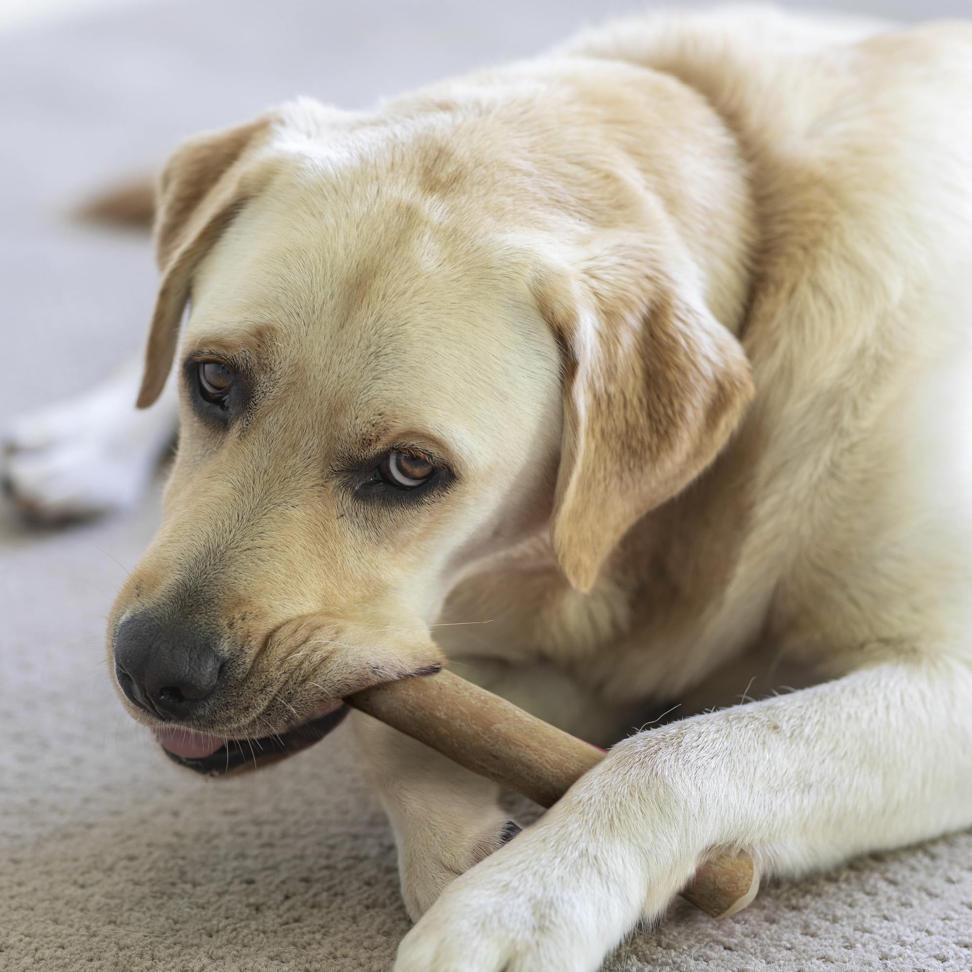Wildfang Coffee Wood Dog Chew XL eco-friendly, plant-based chew option.