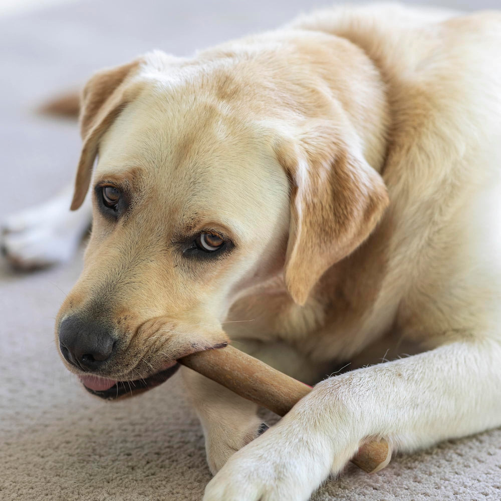 Wildfang Coffee Wood Dog Chew XL eco-friendly, plant-based chew option.