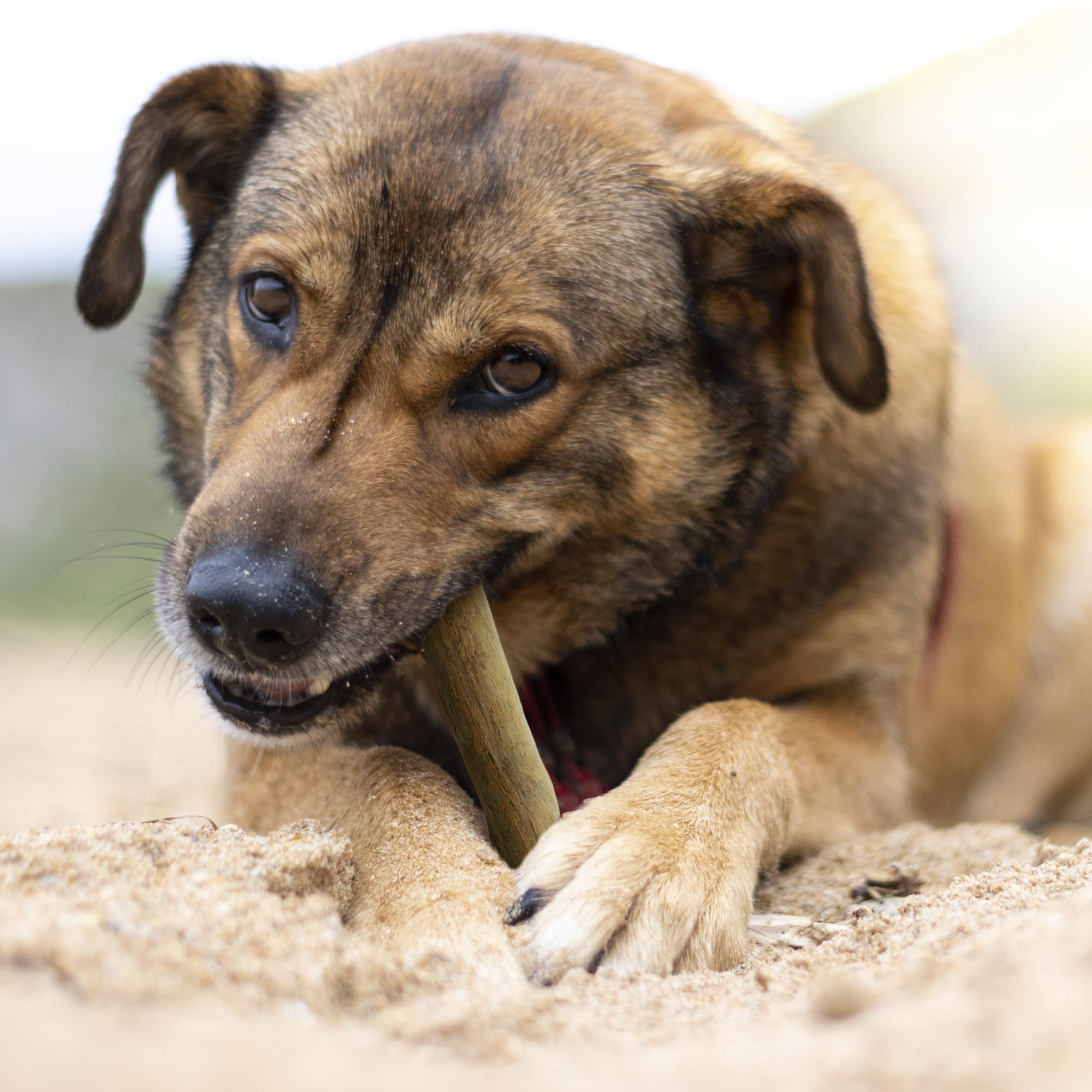 Wildfang Coffee Wood Dog Chew requires supervision for safe use