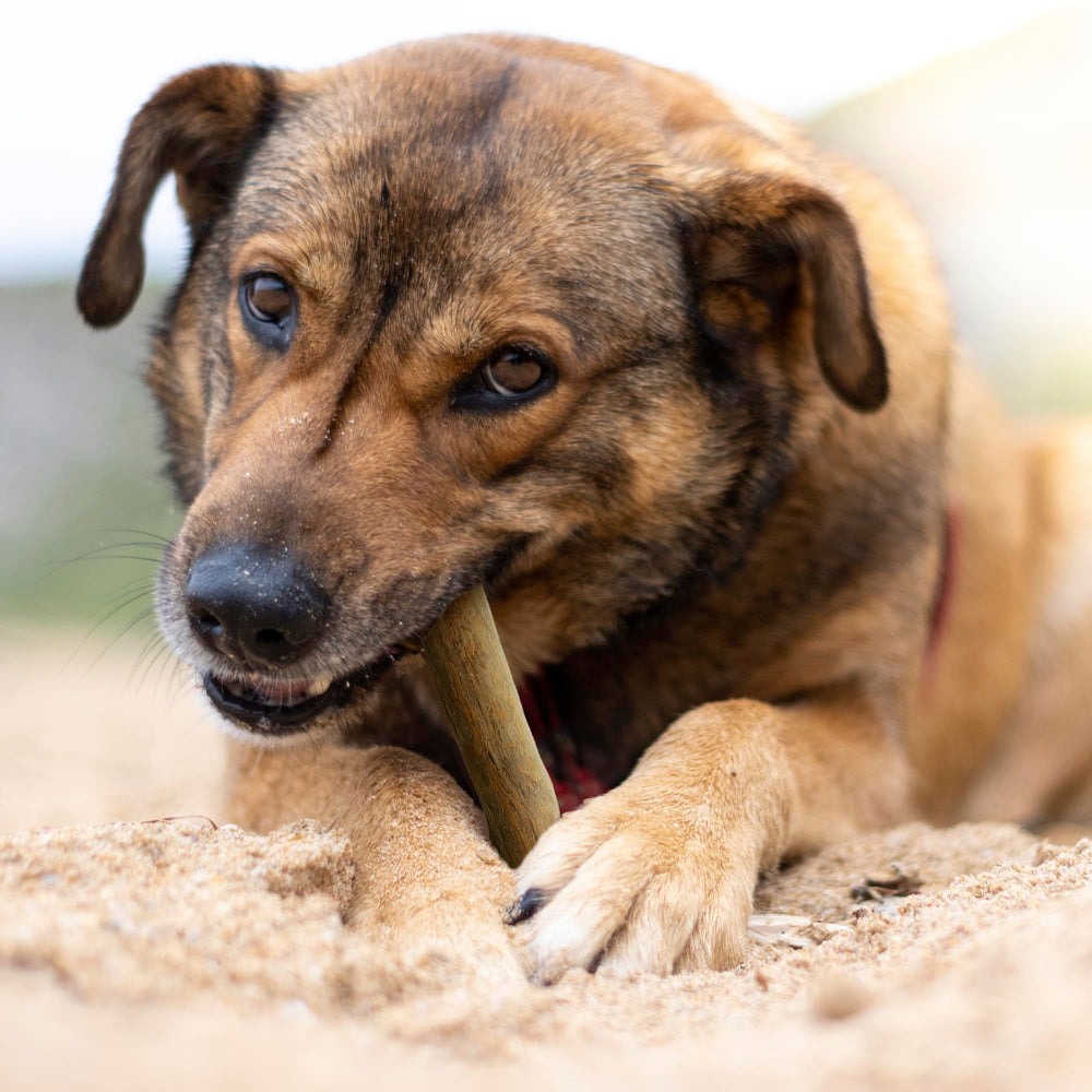 Wildfang Coffee Wood Dog Chew requires supervision for safe use