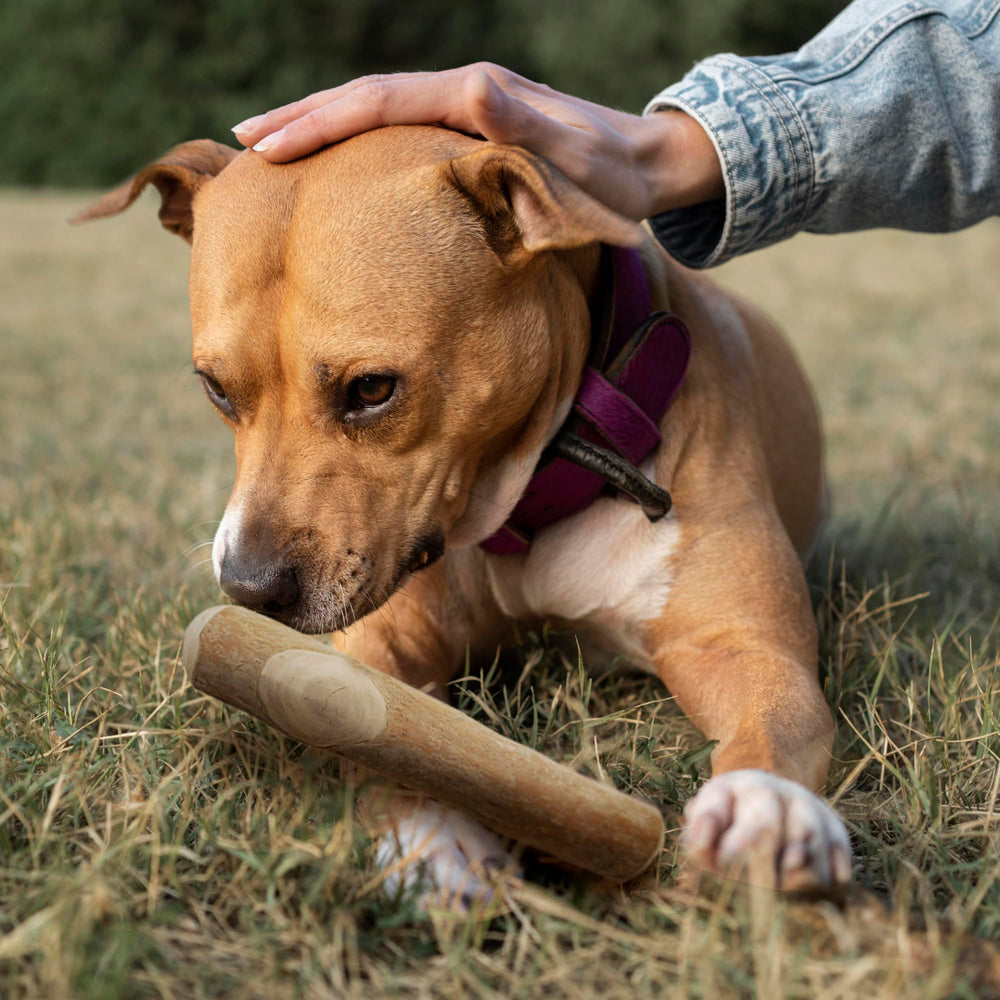 Wildfang Coffee Wood Dog Chew XL size XL, suited for very large dogs.
