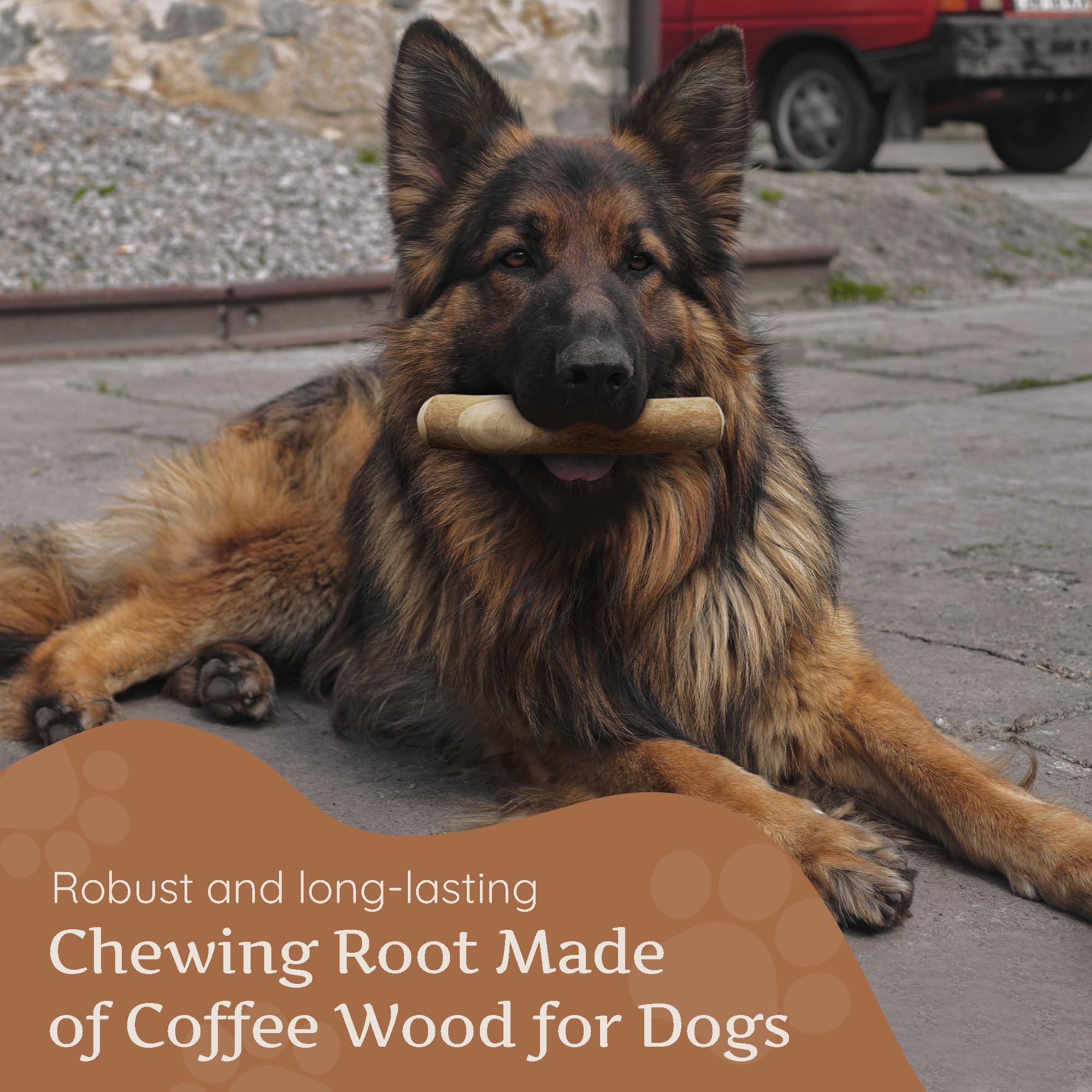 Wildfang Coffee Wood Dog Chew XL used under supervision for safe enjoyment.