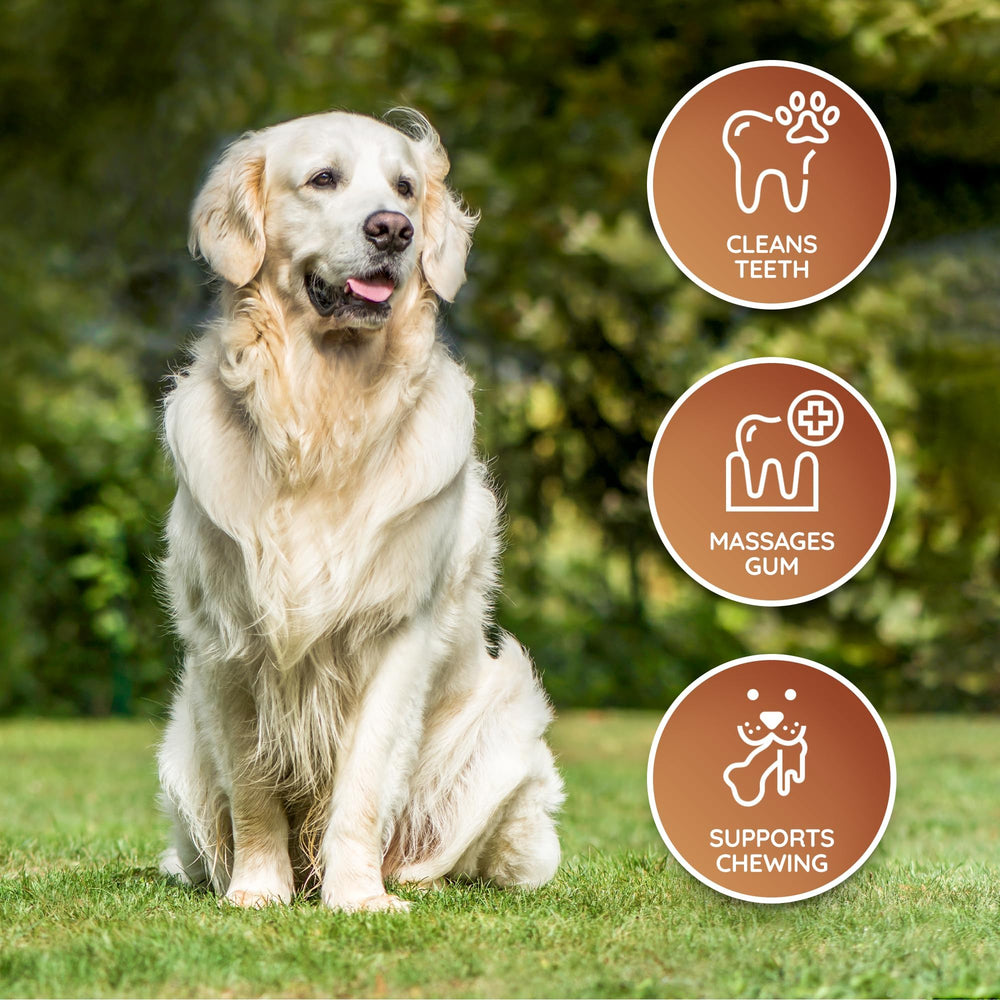 Wildfang leather dog toy large bonding-moment showcases calm, focused chewing.