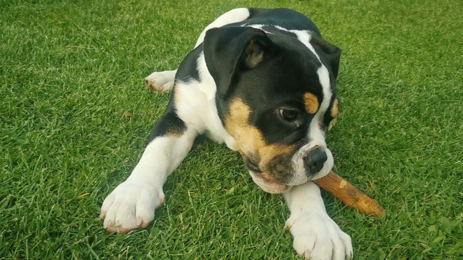 Wildfang Olive Wood Chewing Stick small durable chew for aggressive chewers.