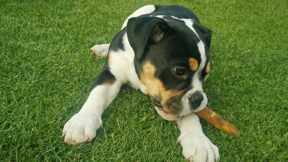 Wildfang Olive Wood Chewing Stick small durable chew for aggressive chewers.