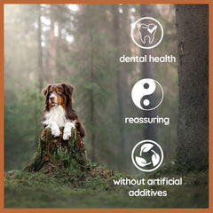 Wildfang Olive Wood Chewing Stick packaging display highlights a safe indoor chew.