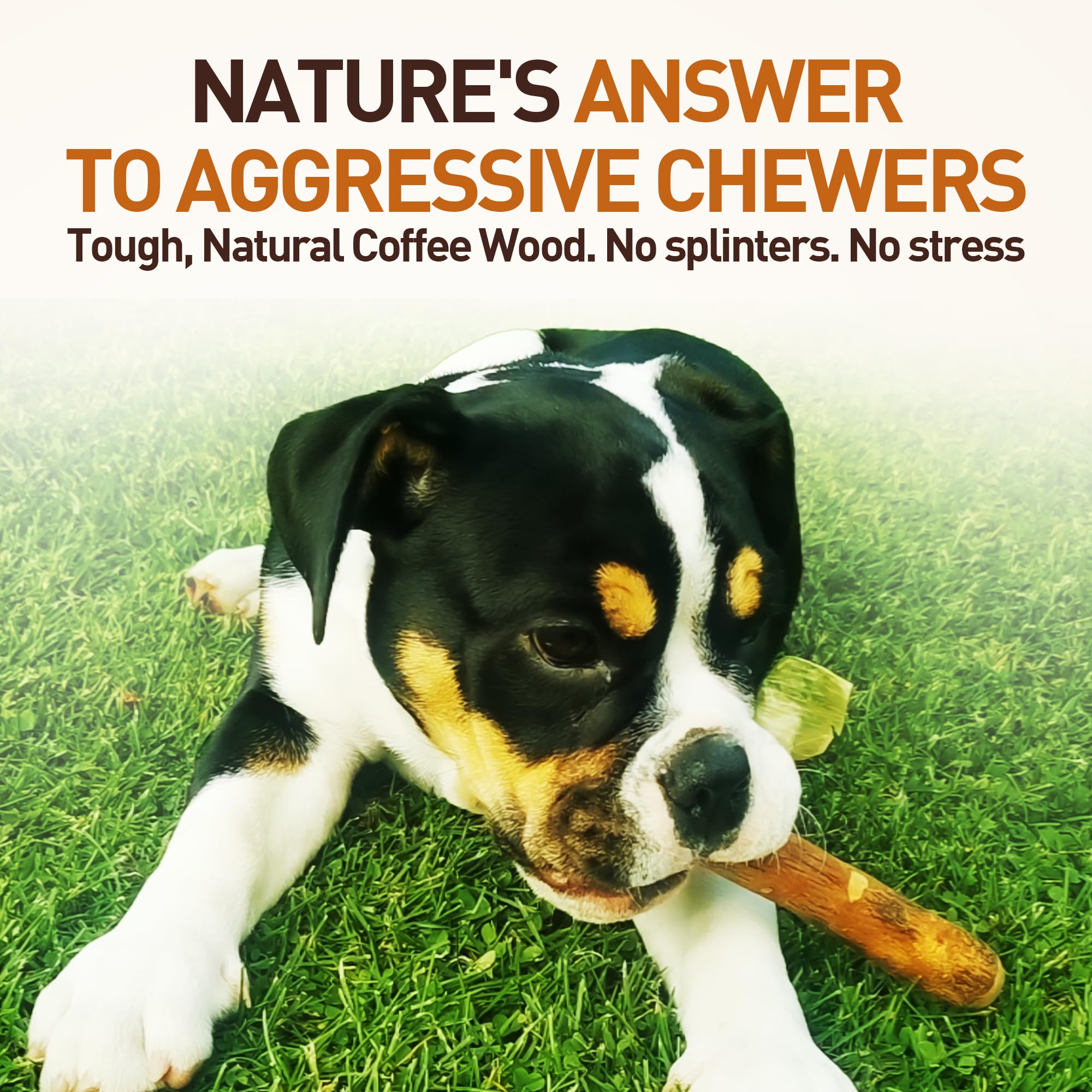 Wildfang olive wood olive oil-infused; natural aroma supports enjoyable chews.