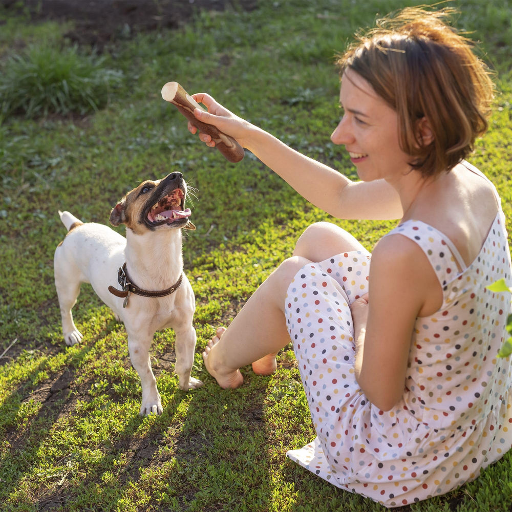 Wildfang Olive Wood Stick training-activity scene with focused dog