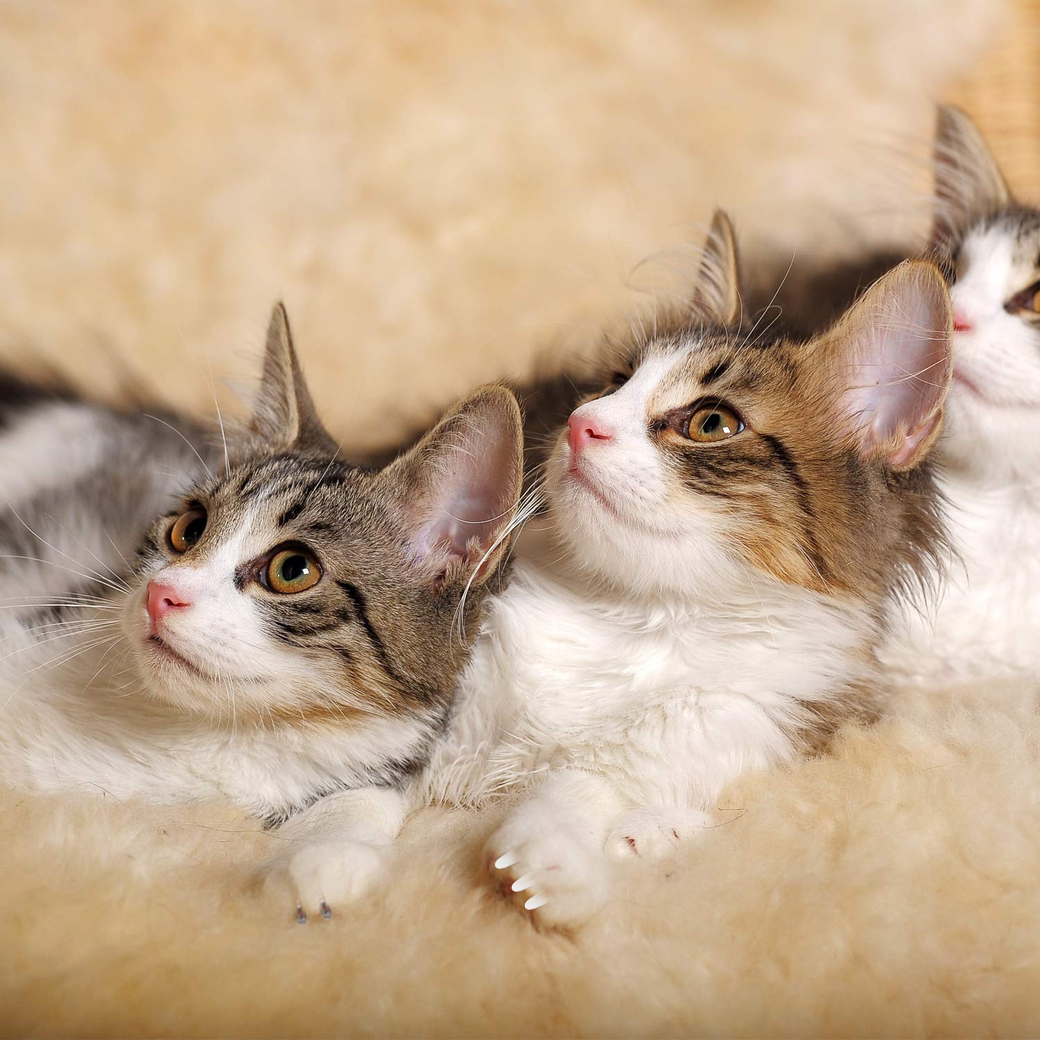 WILLBOND cat claw caps during play protect clothes and furniture from scratches.