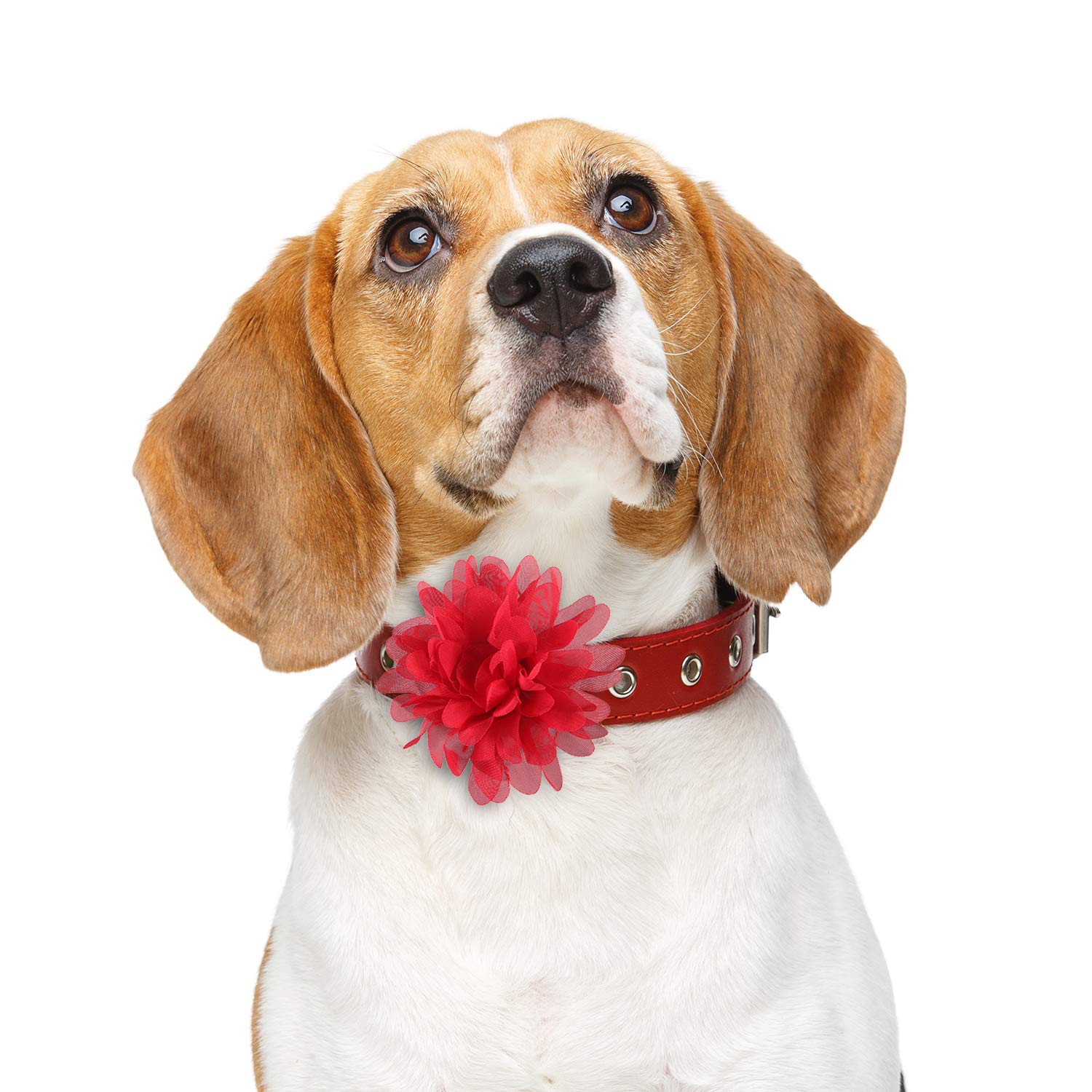 WillBond non-toxic material keeps pets comfortable during grooming and events.