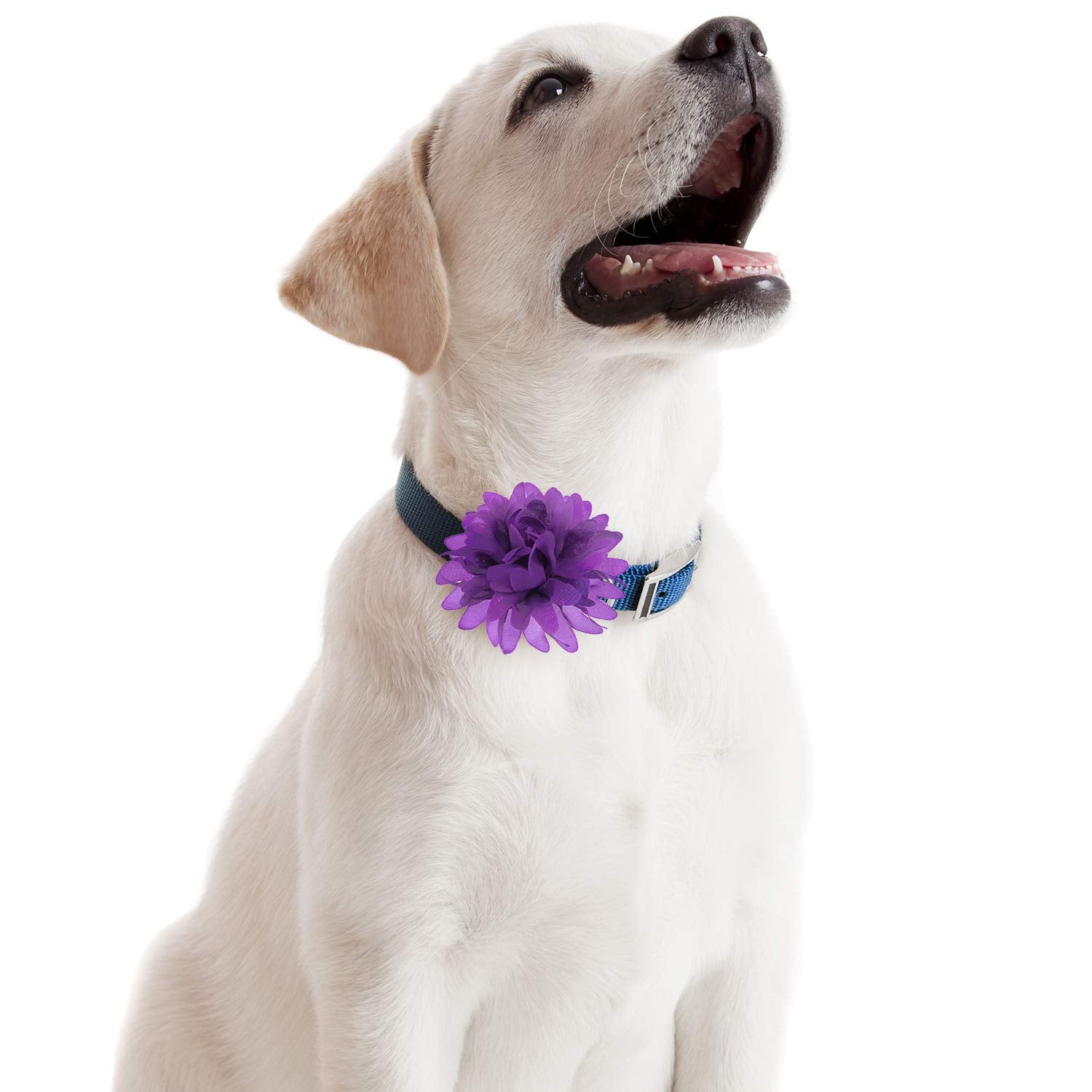 WillBond eye-catching pet accessories make simple outfits look elegant at gatherings.