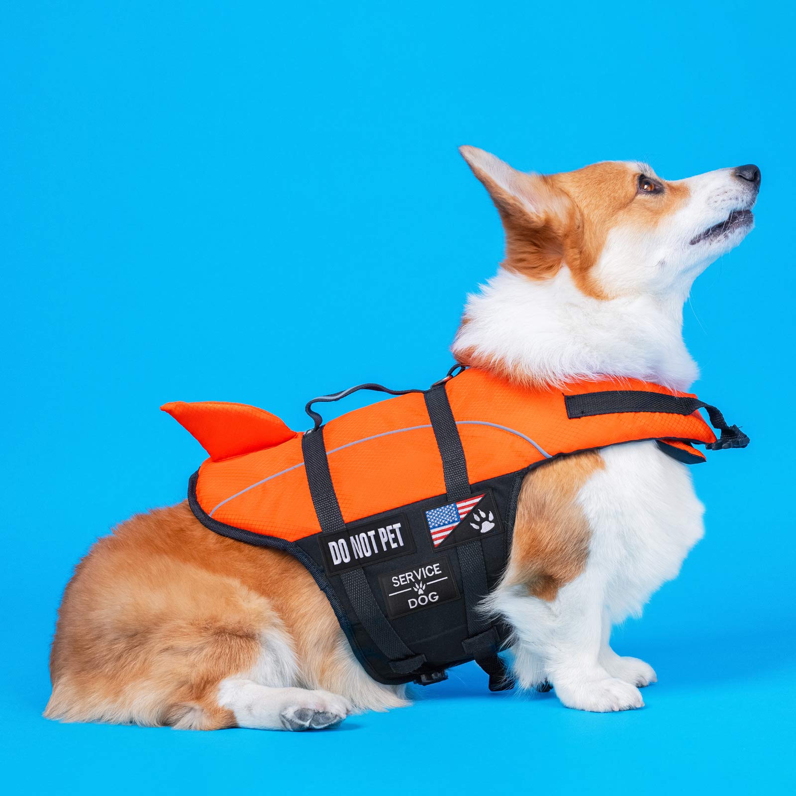 WILLBOND text patch do not pet communicates boundaries during training