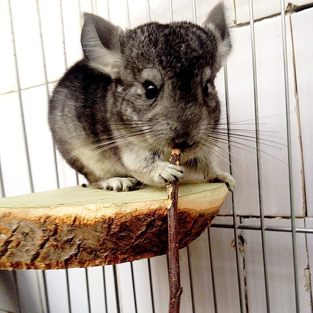 William Craft Apple Sticks in use with a guinea pig shows safe enrichment.