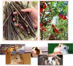 William Craft branche-pomme naturelle, jouet mastication occupe les animaux.