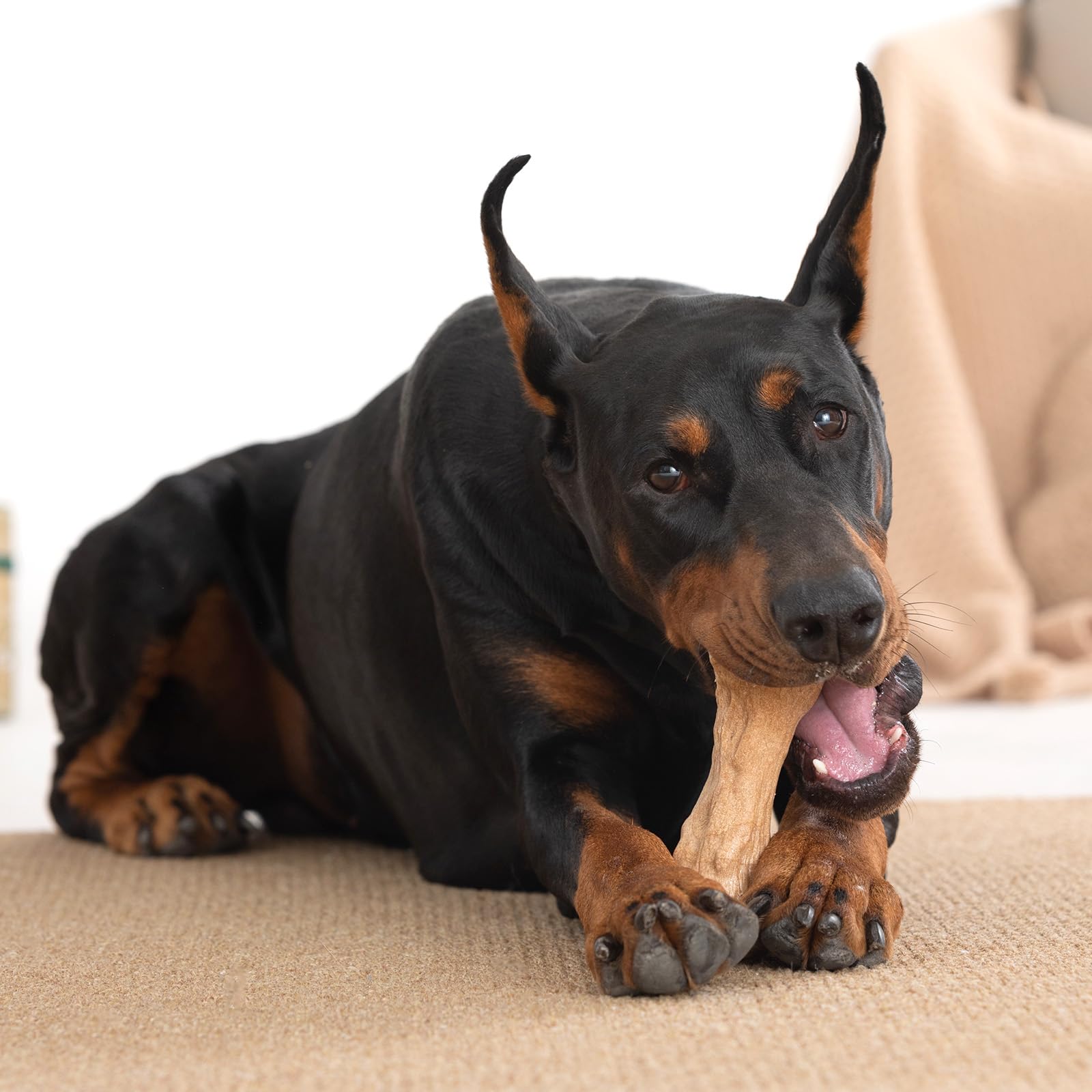 Willjoy gift-box-dog-toy-set adds festive gifting for dogs